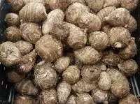 Taro