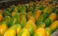 Papaya  
