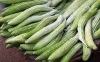 Snake Gourd