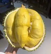 Meat Durian Frozen