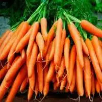 Carrot