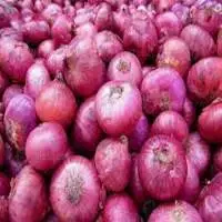 Onion
