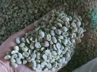 Indonesia Arabica and Robusta of Flores Coffee