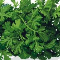 Dried Parsley