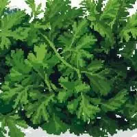 Dried Parsley