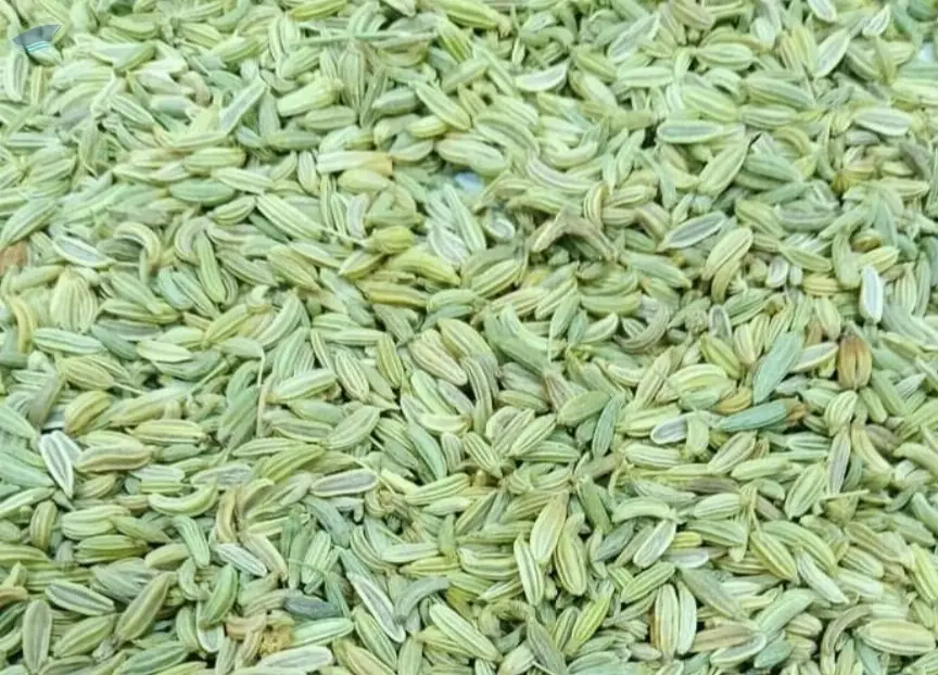 Fennel Seeds