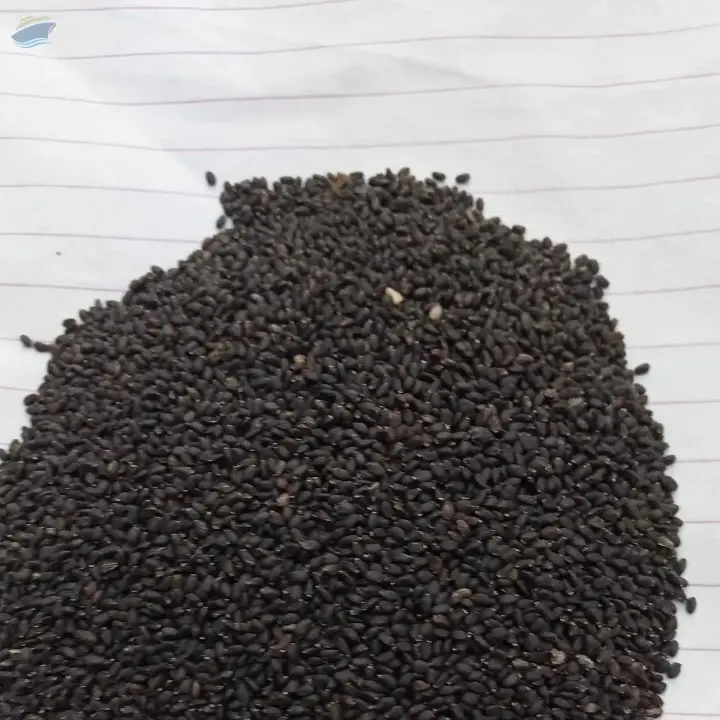 Basil seeds