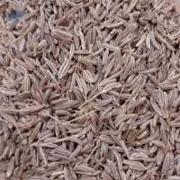 Caraway