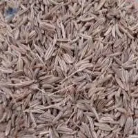 Caraway