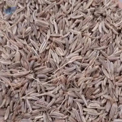 Caraway