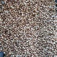 Coriander Seeds
