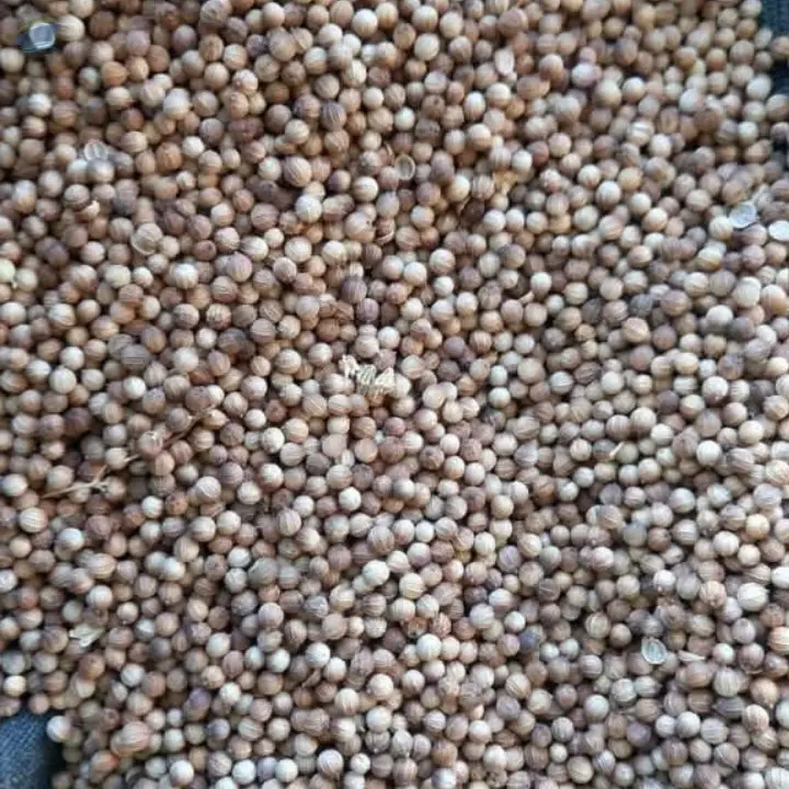 Coriander Seeds