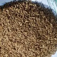 Cumin