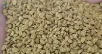 Fenugreek