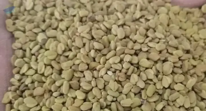 Fenugreek