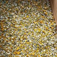 Chamomile