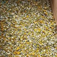 Chamomile