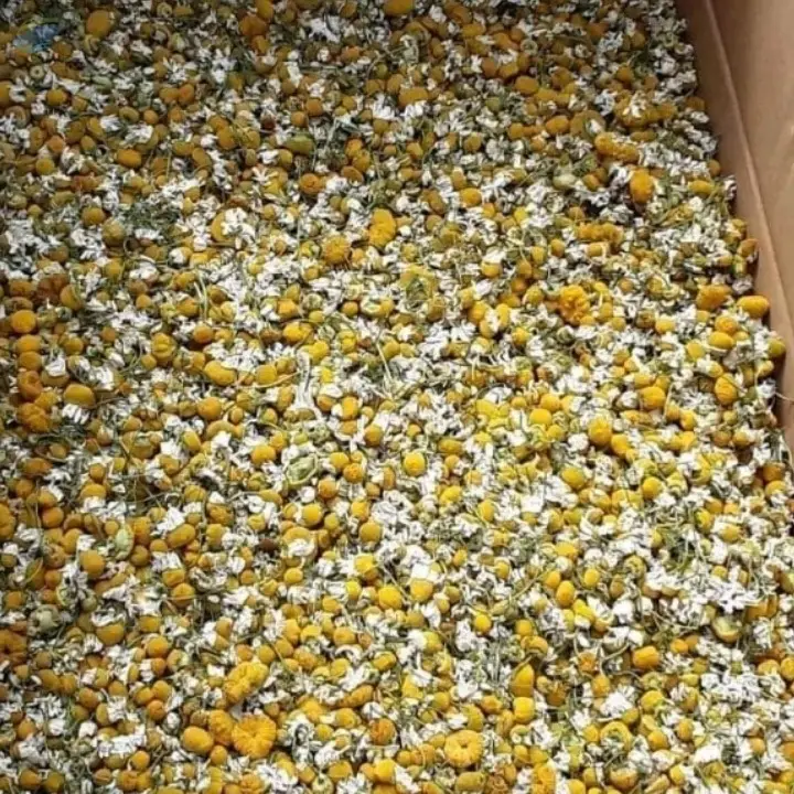 Chamomile