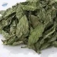 Molokhia