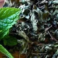 Spearmint