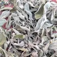 Sage