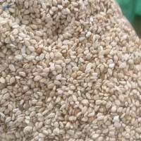 White Sesame
