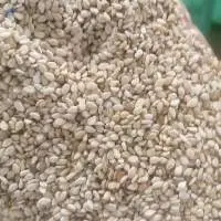 White Sesame