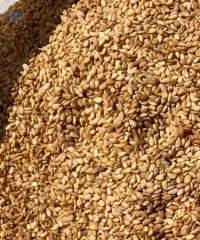 Golden Sesame