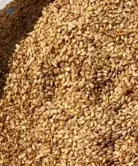 Golden Sesame