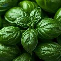 Basil