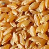 Durum Wheat