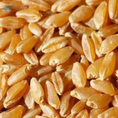 Durum Wheat