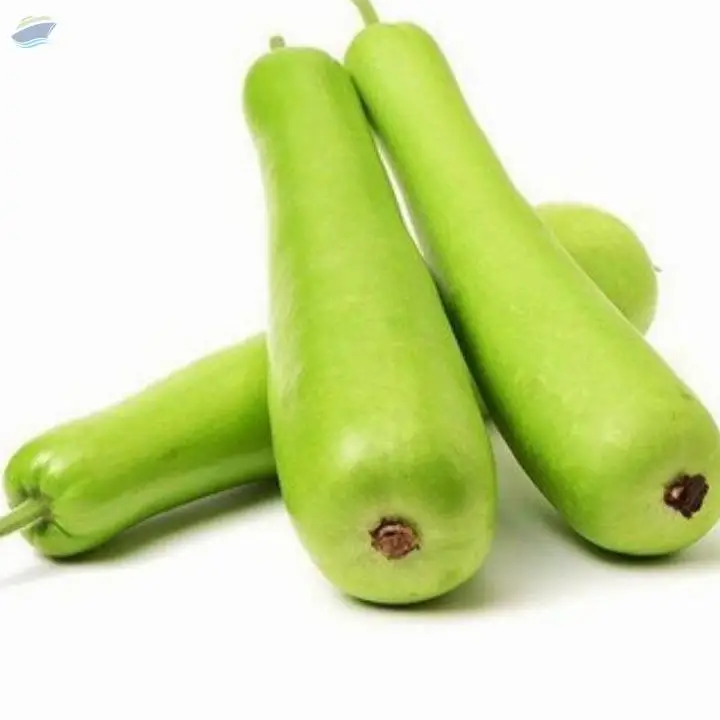 Bottle Gourd