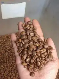 Roasted Arabica Coffee Bean