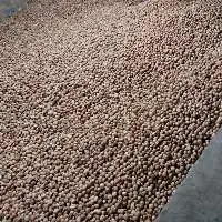 Areca Nuts