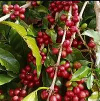 Robusta Green Coffee Bean