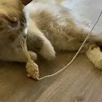 Loofah Pet Toy - 100% Natural