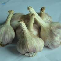 Garlic