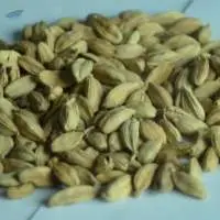 Cardamom