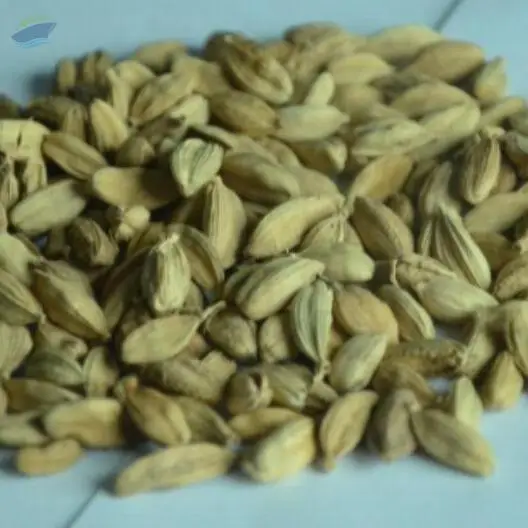 Cardamom