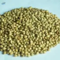 Coriander Seeds