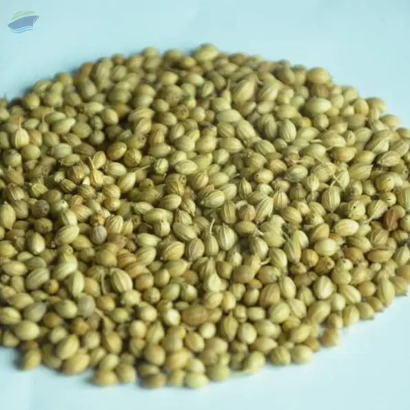 Coriander Seeds