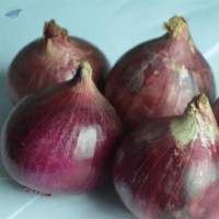 Onion