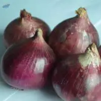 Onion