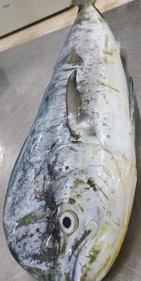 Mahi Mahi