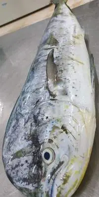 Mahi Mahi