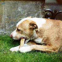 Dog Chew