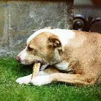 Dog Chew