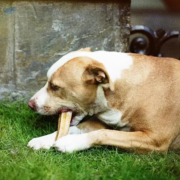 Dog Chew