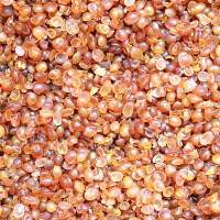 Animal Glue Beads